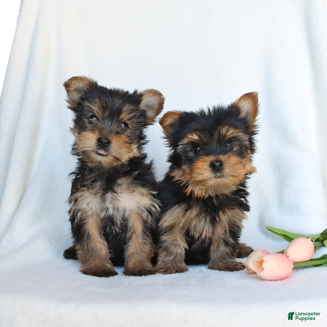 Yorkshire Terrier dogs for sale: Pixie - Ad 2