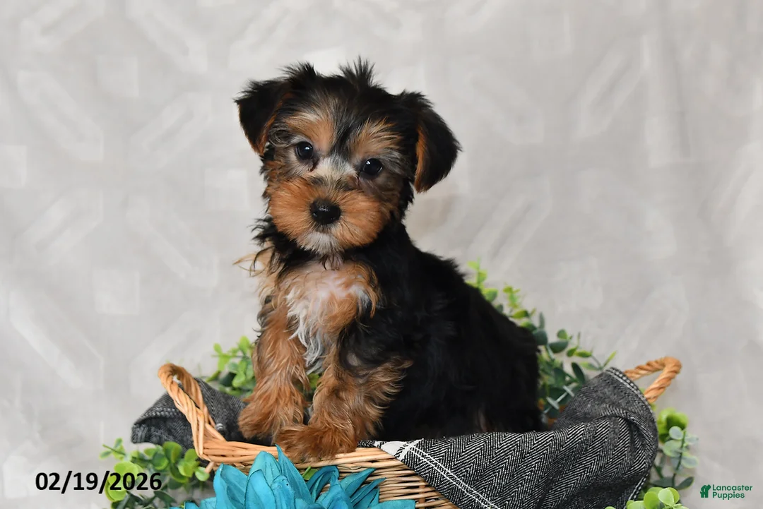 Yorkshire Terrier dogs for sale: Avery - Ad 4