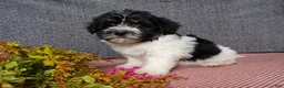 Havanese dogs for sale: Molly - Ad 4