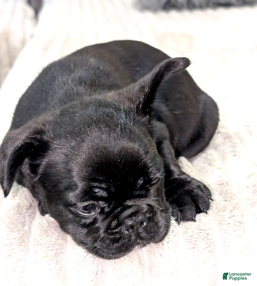 French Bulldog dogs for sale: Chocolate Blue - Ad 2