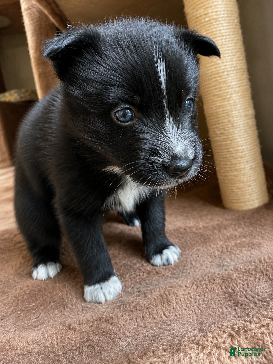 Pomsky dogs Five  - Ad 15