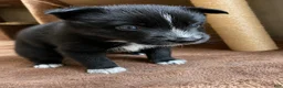 Pomsky dogs for sale: Five  - Ad 1