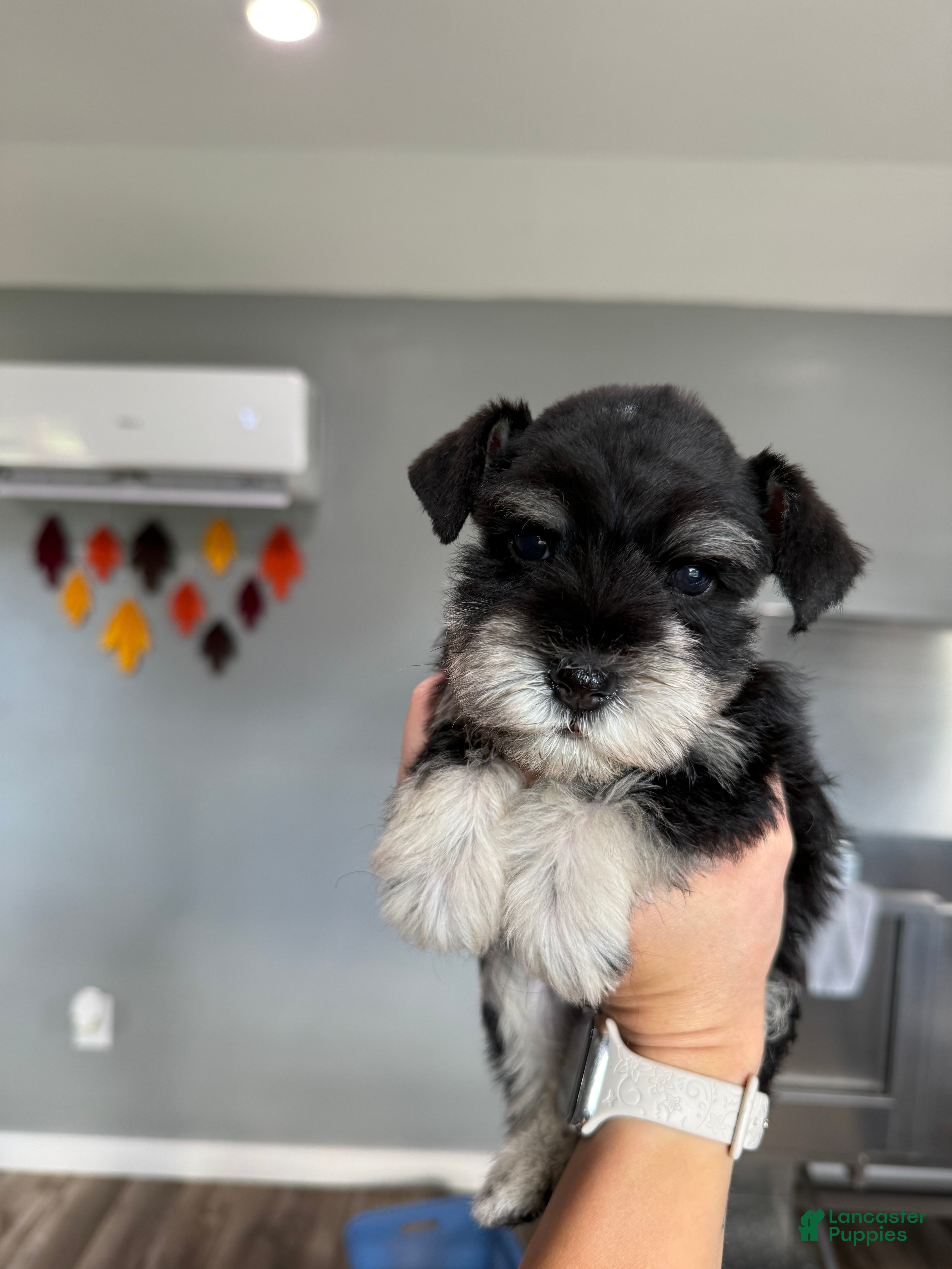 Miniature Schnauzer dogs Coconut - Ad 16