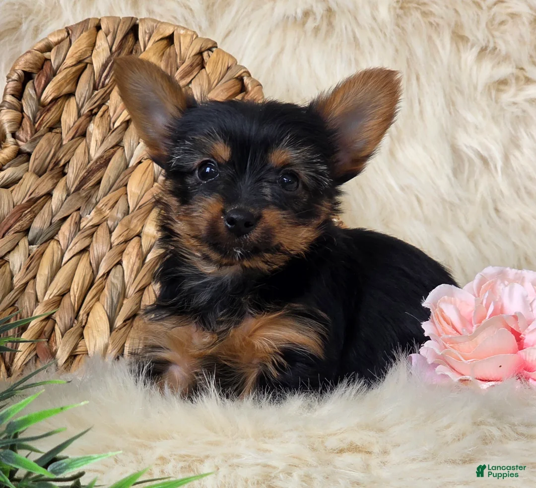 Yorkshire Terrier dogs for sale: Amber - Ad 4