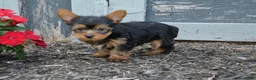 Yorkshire Terrier dogs for sale: Freddy - Ad 6