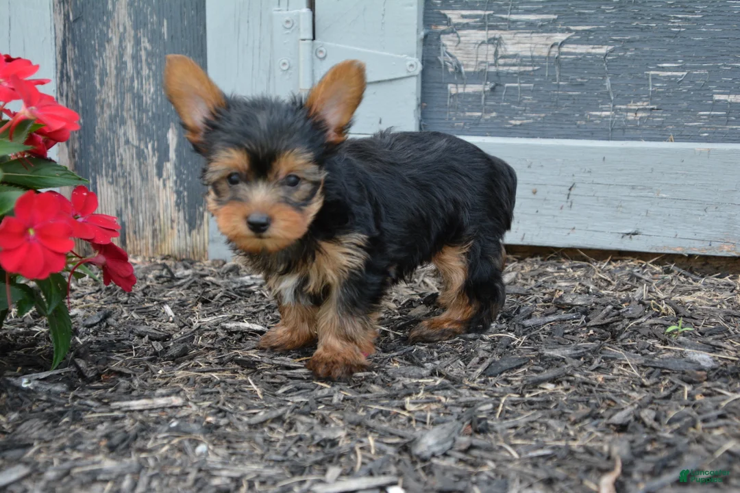 Yorkshire Terrier dogs for sale: Freddy - Ad 6