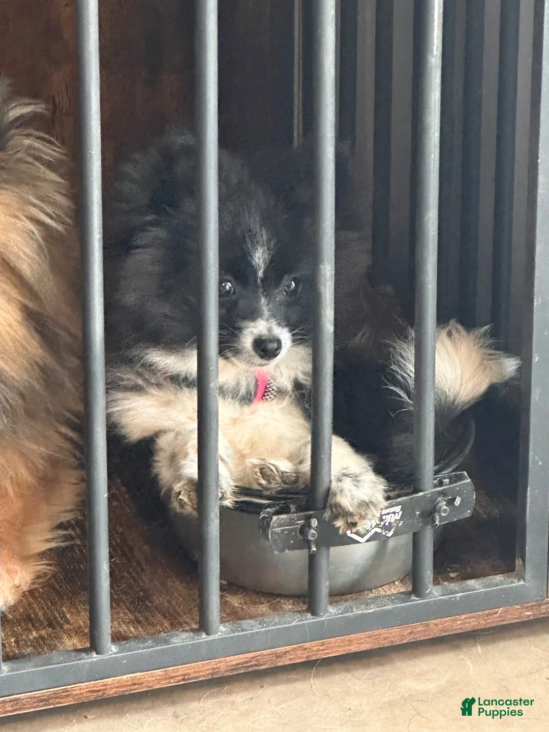 Pomeranian dogs for sale: Jack - Ad 2