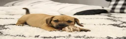 Puggle dogs for sale: Cherokee - Ad 3