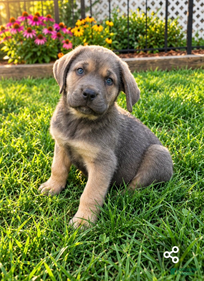 Cane Corso dogs for sale: Zena - Ad 1
