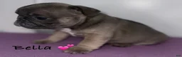 French Bulldog dogs for sale: Bella - Female French Bulldog - Ad 3