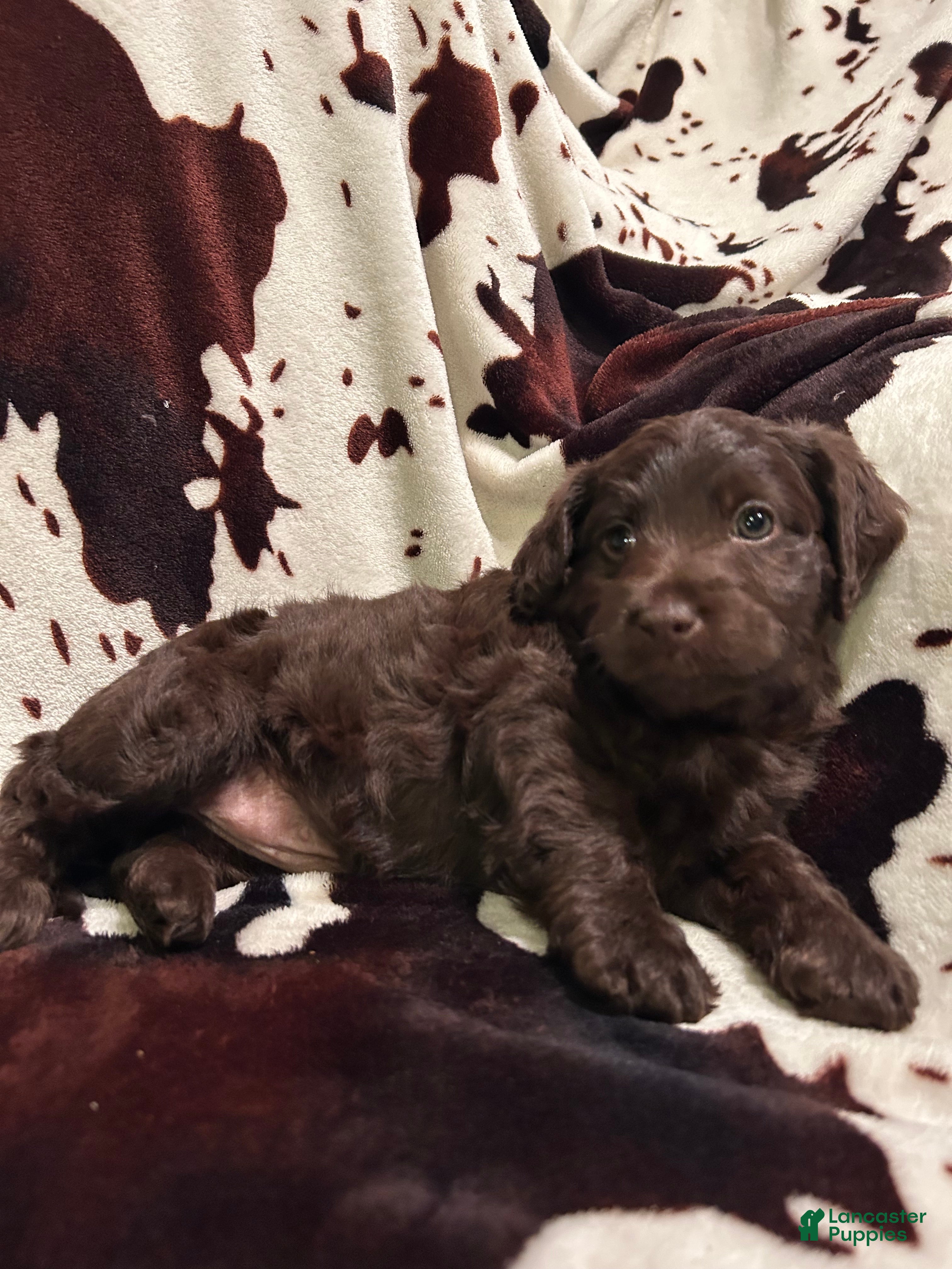 Labradoodle dogs Bear - Ad 1