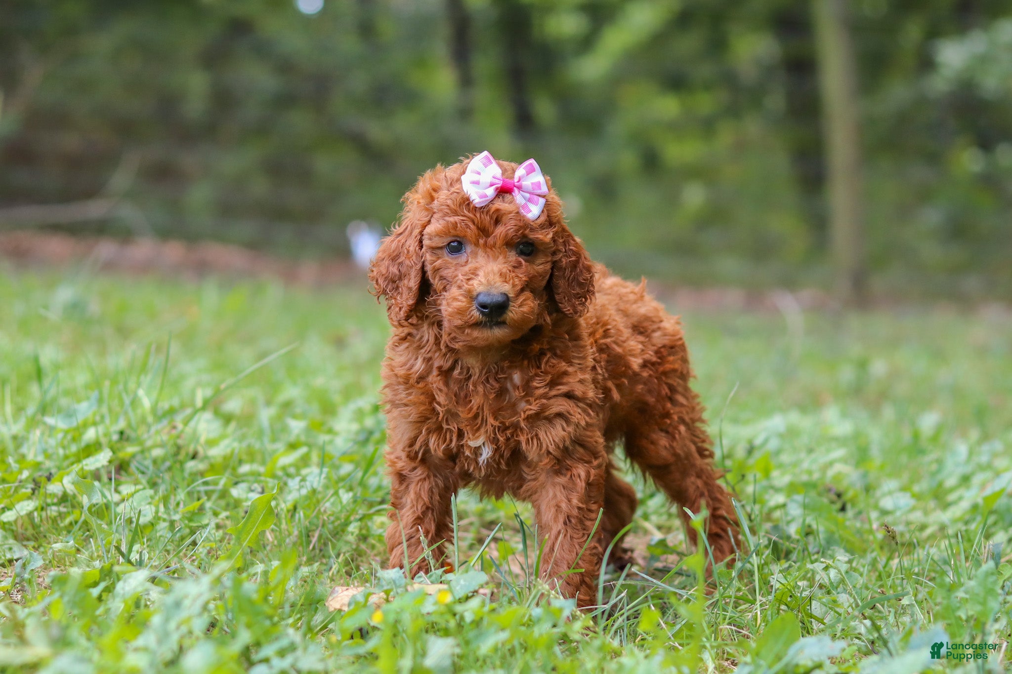 Goldendoodle dogs Lila - Ad 2