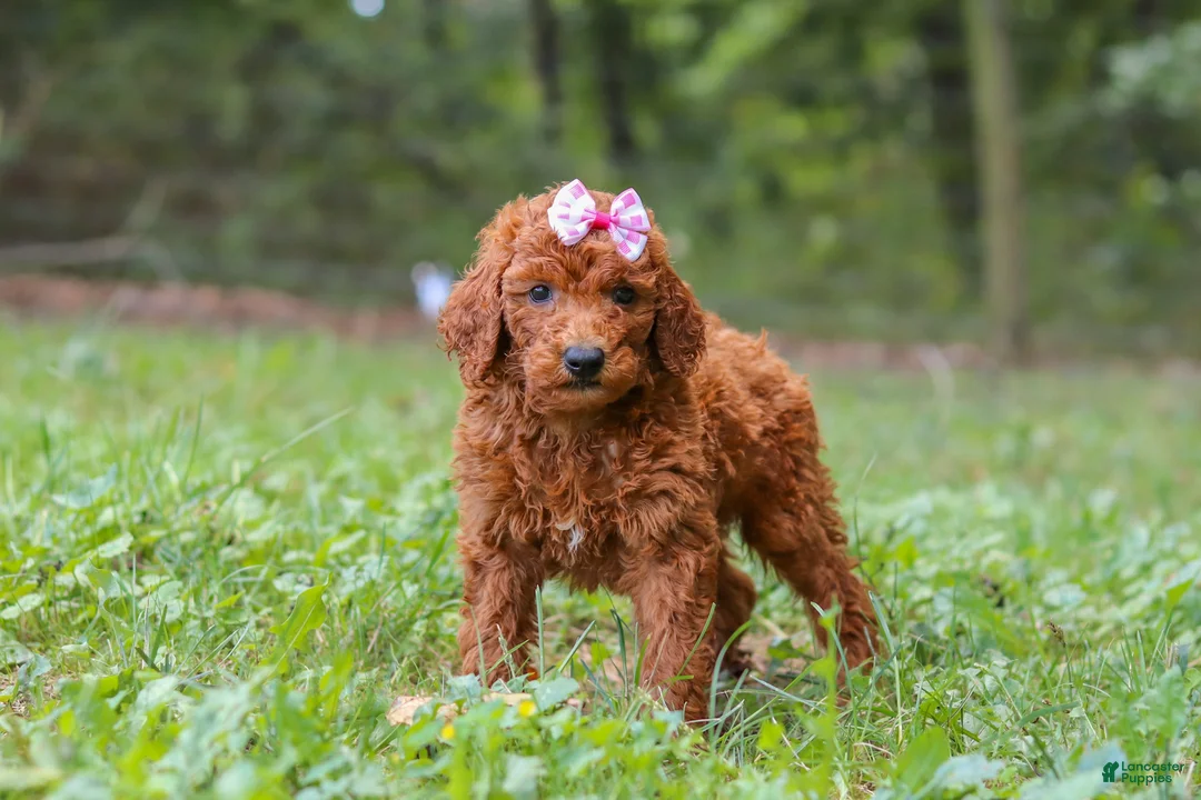 Goldendoodle dogs for sale: Lila - Ad 2