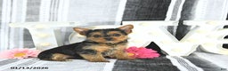 Yorkshire Terrier dogs for sale: Mia  - Ad 5