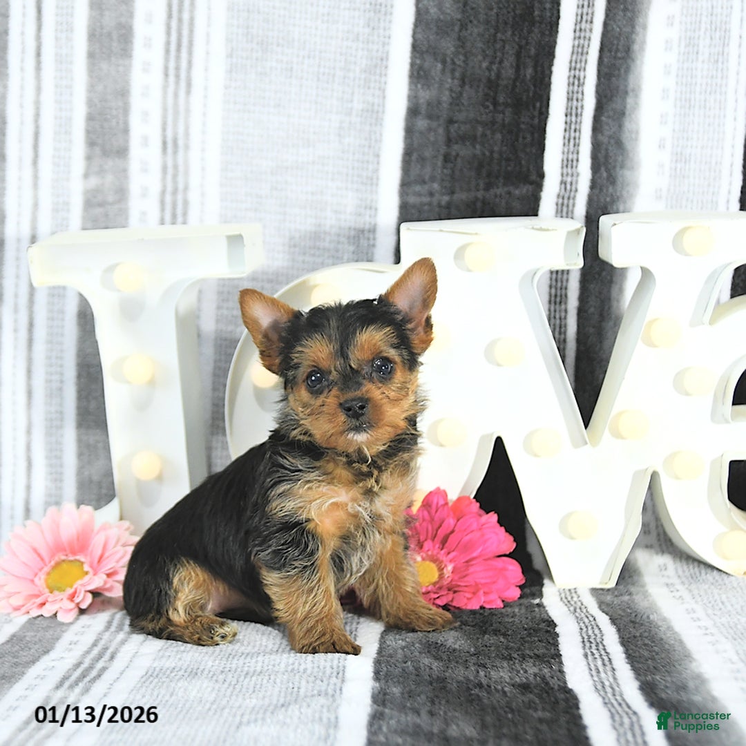 Yorkshire Terrier dogs for sale: Mia  - Ad 5