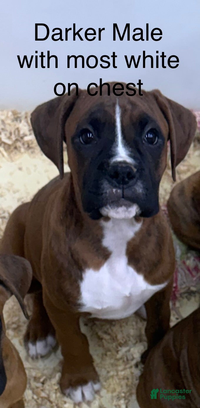 Boxer dogs Boxer 3 - Ad 9