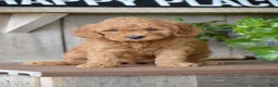 Mini Goldendoodle dogs for sale: Bailey - Ad 2