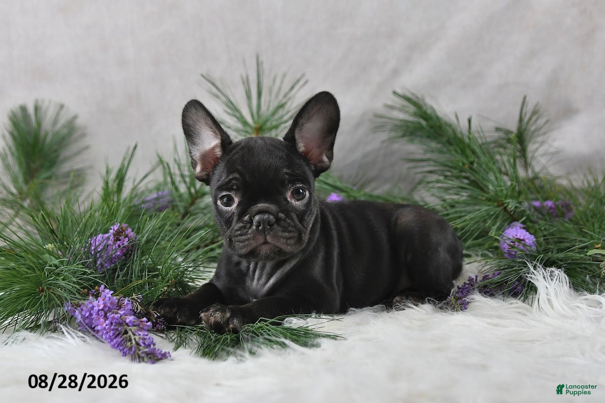 Frenchton dogs Mercy - Ad 2
