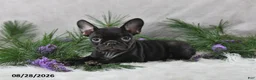 Frenchton dogs for sale: Mercy - Ad 2