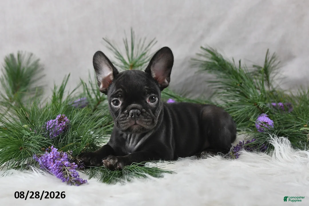 Frenchton dogs for sale: Mercy - Ad 2