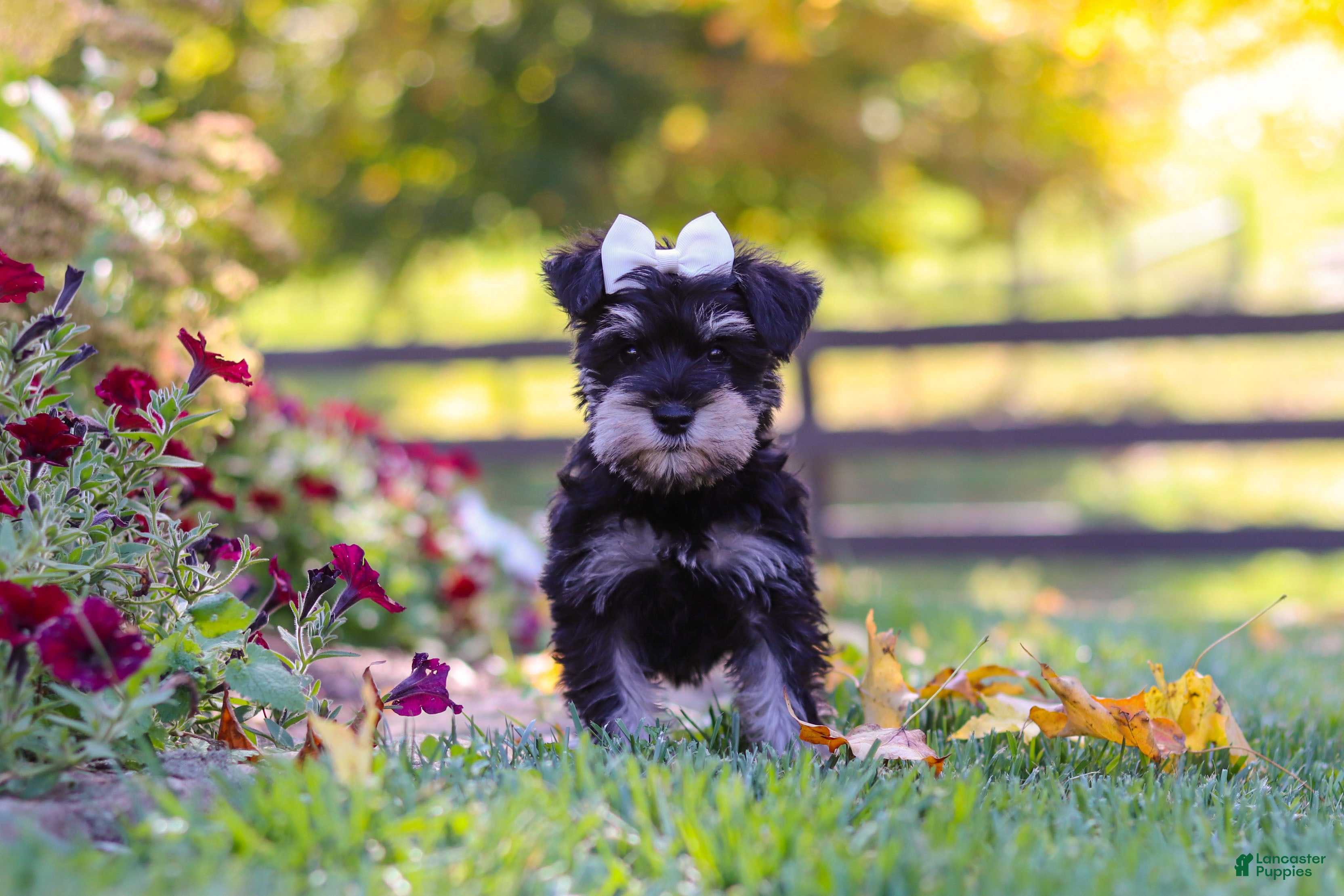Miniature Schnauzer dogs Callie - Ad 2