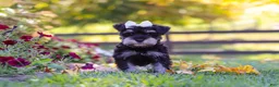 Miniature Schnauzer dogs for sale: Callie - Ad 2