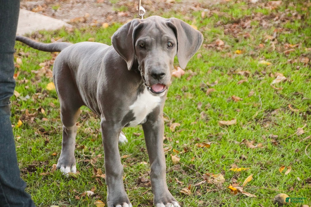 Great Dane dogs for sale: Brittany Great Dane  - Ad 2