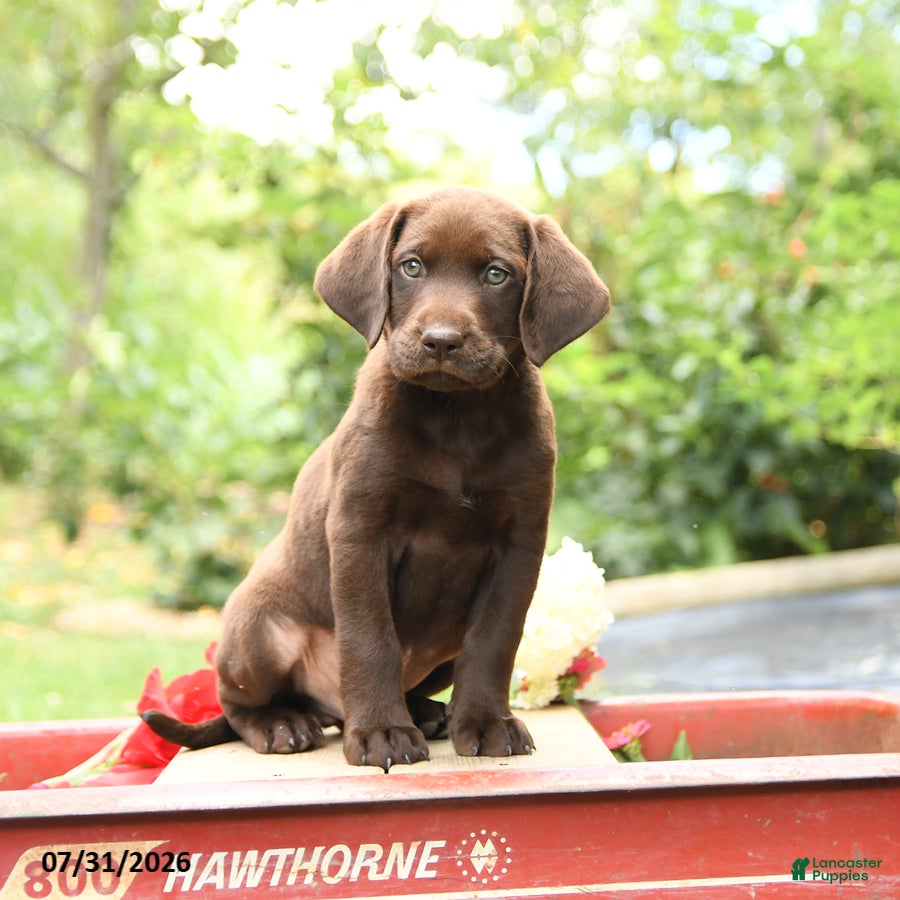 Labrador Retriever dogs Brooks - Ad 2