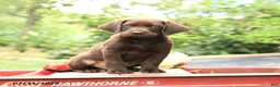 Labrador Retriever dogs for sale: Brooks - Ad 2