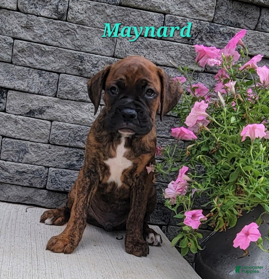 Boxer dogs Maynard - Ad 2