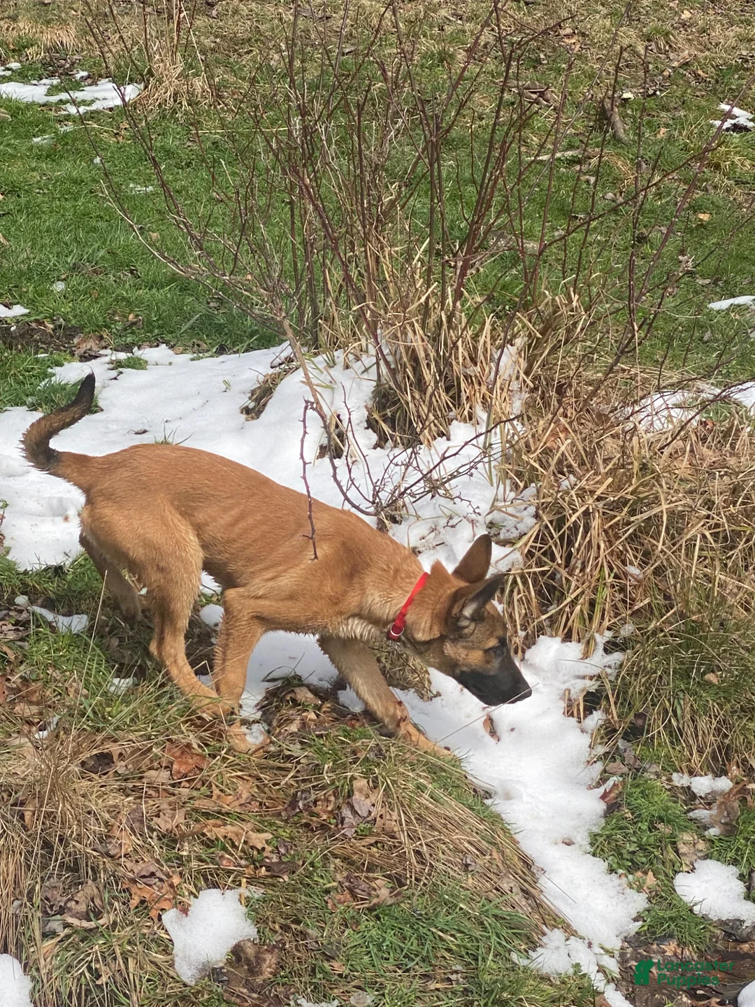 Mixed Breed dogs for sale: Thor - Ad 6