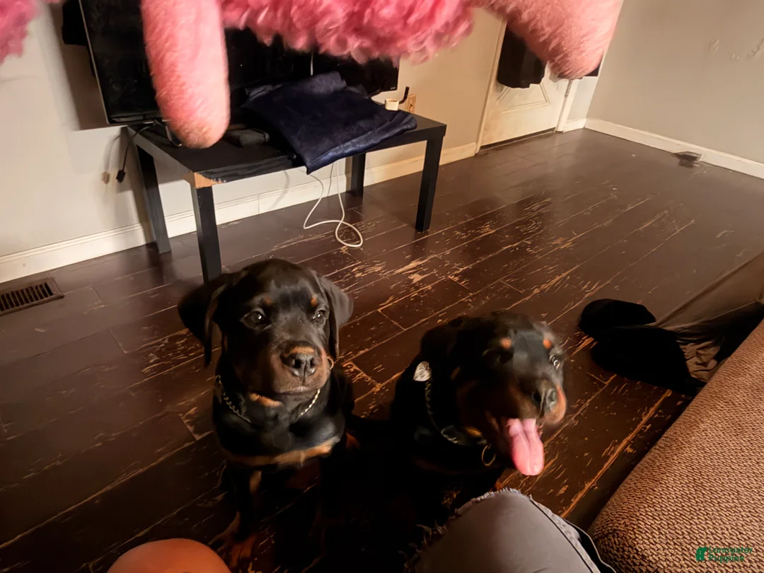 Rottweiler dogs for sale: Rottweiler 3 - Ad 2