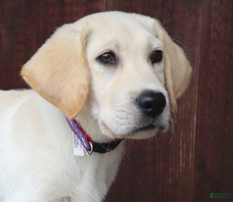 Labrador Retriever dogs Toby - Special price - Ad 2