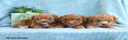 Toy Poodle dogs for sale: Raindrop - Ad 3