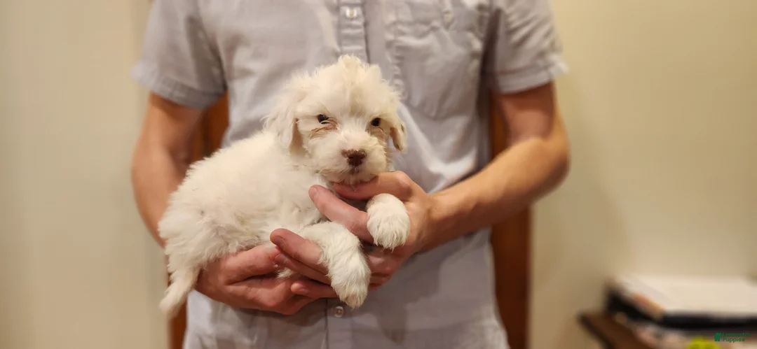 Portuguese Water Dog dogs for sale: Lil Snowball - Ad 4