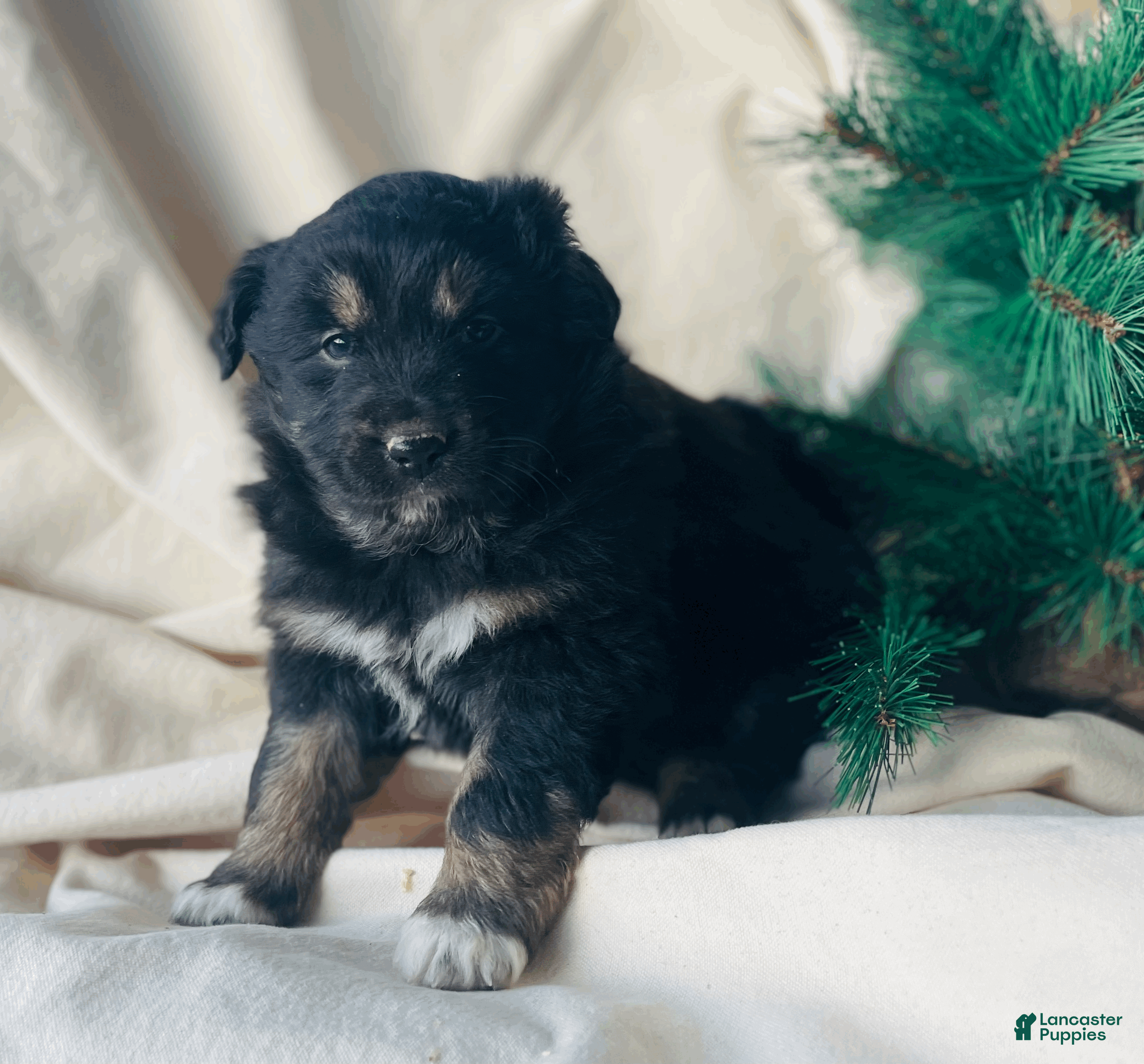 Australian Shepherd dogs Mocha - Ad 2