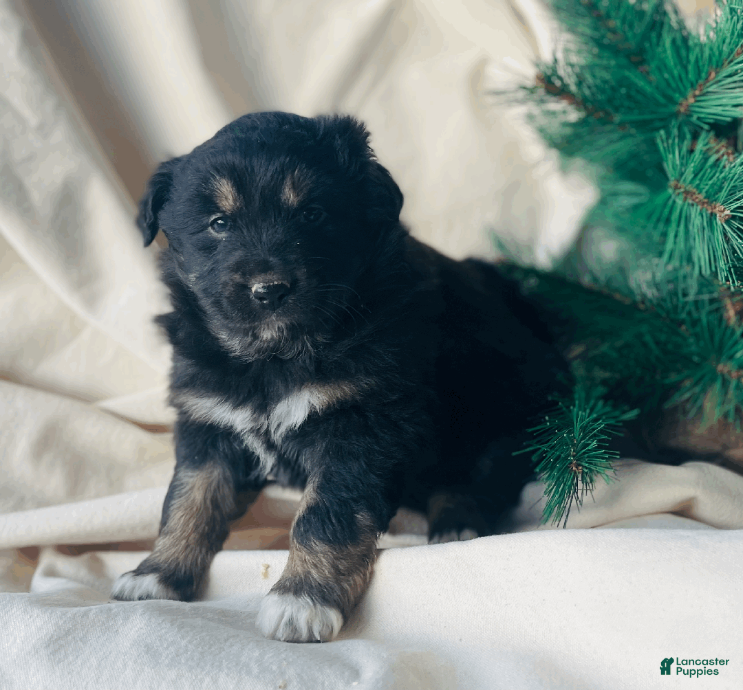 Australian Shepherd dogs for sale: Mocha - Ad 1