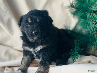 Australian Shepherd dogs Mocha - Ad 1