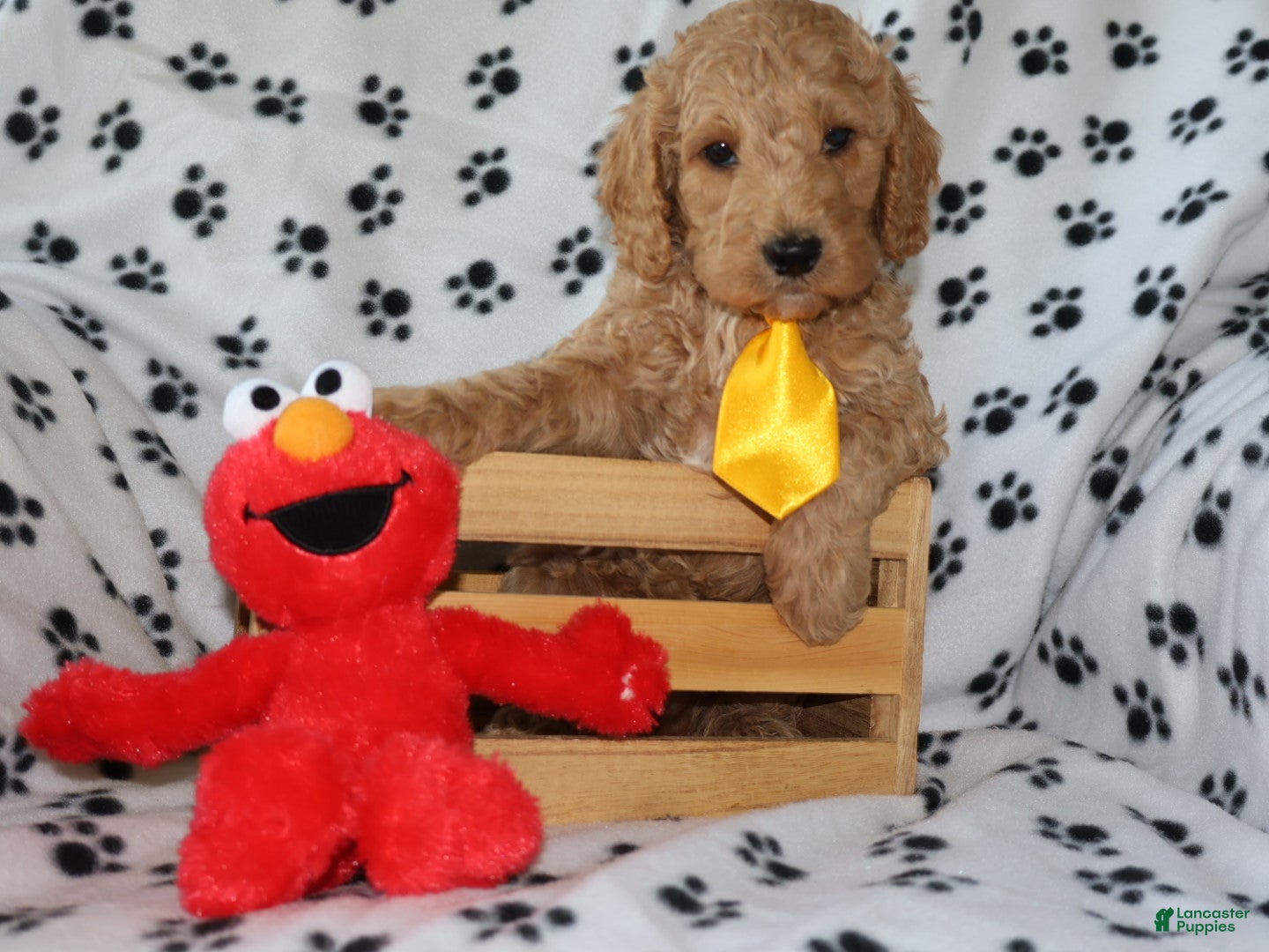 Mini Goldendoodle dogs for sale: Sweet Henry  - Ad 4