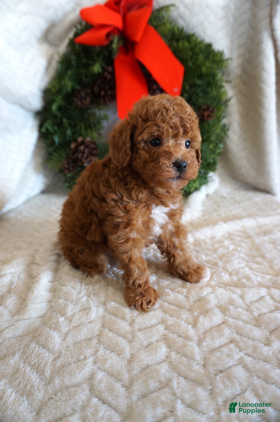 Toy Poodle dogs for sale: King - Ad 2