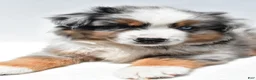 Miniature Australian Shepherd dogs for sale: Joey - Ad 6