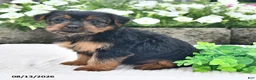 Yorkshire Terrier dogs for sale: Amy - Ad 3