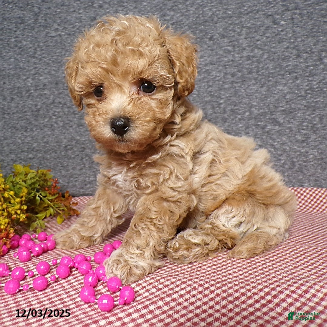Bichpoo dogs for sale: Trista - Ad 3