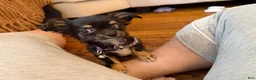 Chihuahua dogs for sale: Negrita 3lbs fully grown - Ad 3