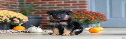 German Shepherd dogs for sale: Majesty - Ad 3
