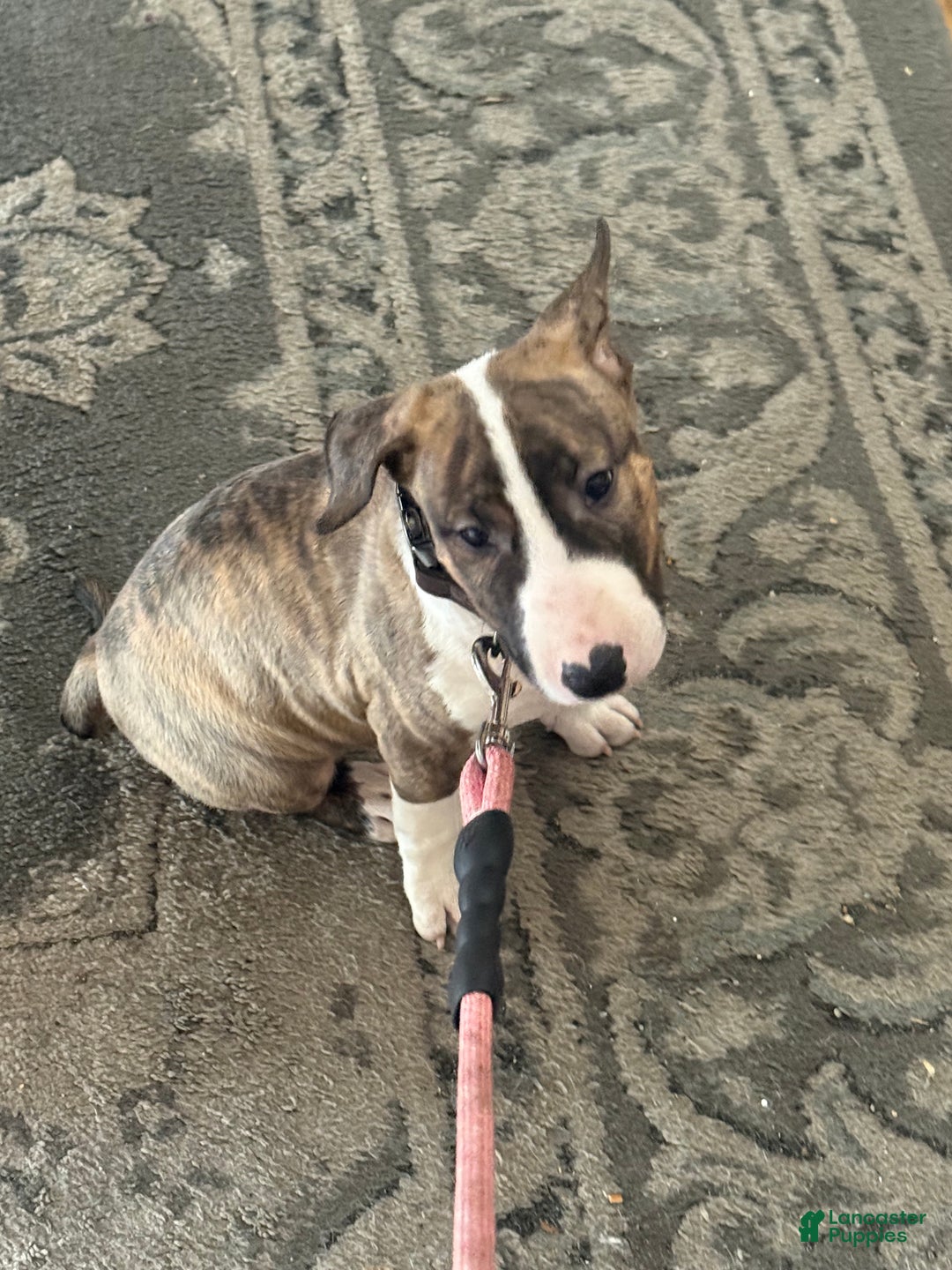 Bull Terrier dogs for sale: Bull Terrier Puppy 1 - Ad 3