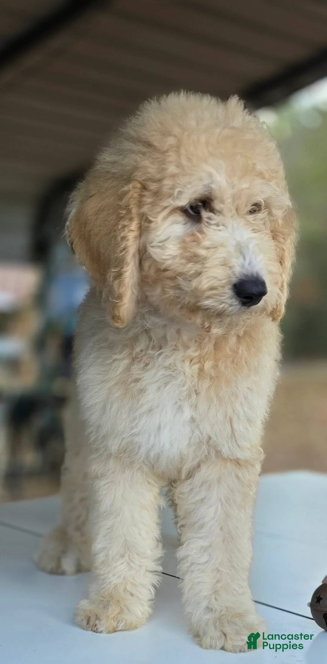 Goldendoodle dogs for sale: Ember - Ad 8