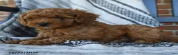 Cavapoo dogs for sale: Rainbow - Ad 4