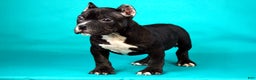 American Bully dogs for sale: Black Trindle Male - Ad 4