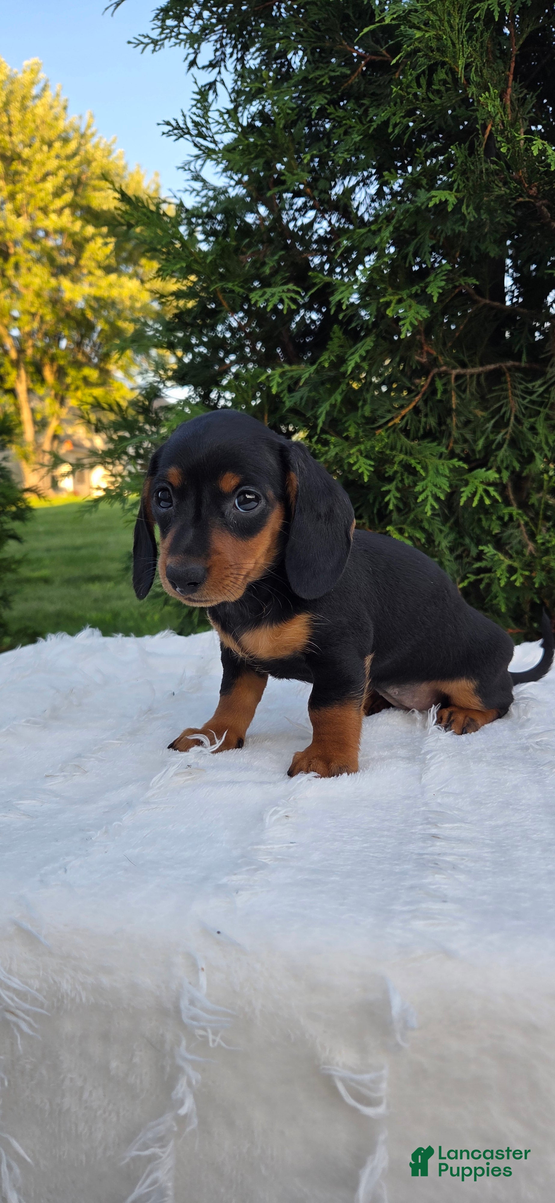 Miniature Dachshund dogs Dolly  - Ad 2